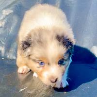 Pastore Australiano Australian Shepherd FEMMINA
