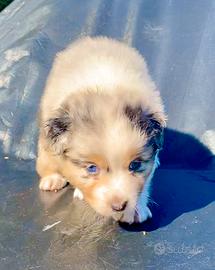 Pastore Australiano Australian Shepherd FEMMINA