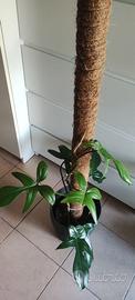 Filodendro Florida Green