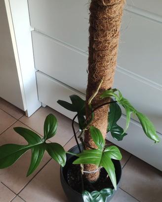 Filodendro Florida Green