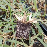 GRAMIGNONE PRATO VERDE SEMINIERE 104 PIANTE PIANTI