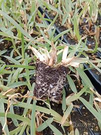 GRAMIGNONE PRATO VERDE SEMINIERE 104 PIANTE PIANTI