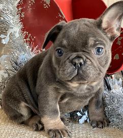 Cuccioli di bulldog francesi blu found e merle
