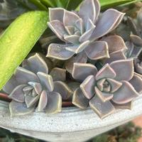 10 talee  di Graptopetslum 10 fiori