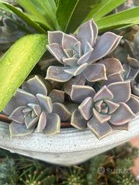 10 talee  di Graptopetslum 10 fiori