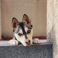 Husky mix maschio