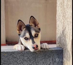 Husky mix maschio