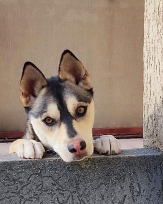 Husky mix maschio