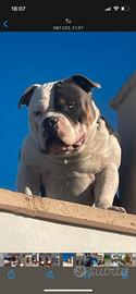 American Bully