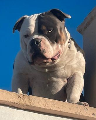 American Bully