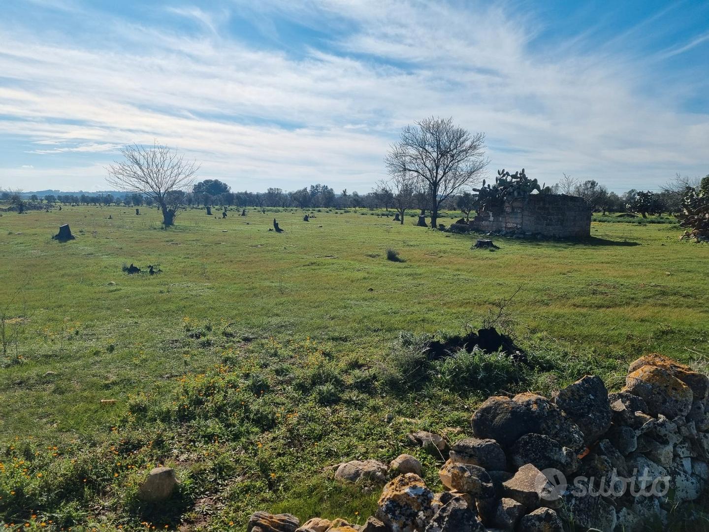 Terreno agricolo in agro di Galatina - Vista 3