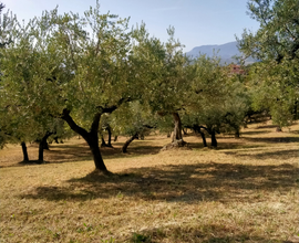 Terreno agricolo mq 5000