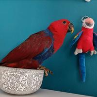 Pappagallo Ecletto femmina allevata a mano