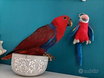 Pappagallo Ecletto femmina allevata a mano