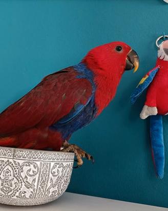 Pappagallo Ecletto femmina allevata a mano