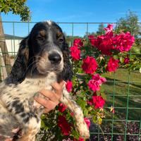 Cuccioli Setter Inglese - genealogia da beccaccini