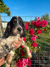 Cuccioli Setter Inglese - genealogia da beccaccini