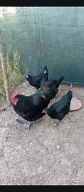 Australorp in purezza
