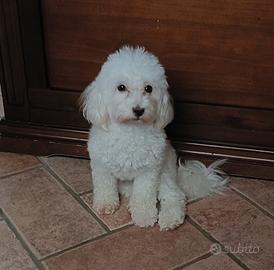Matipoo