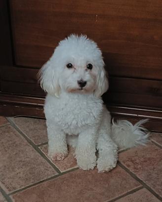 Matipoo