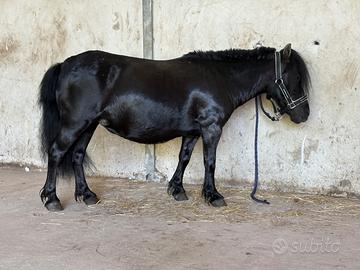 Pony femmina da scuola 8 anni
