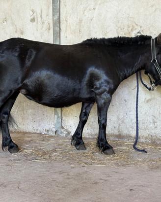 Pony femmina da scuola 8 anni