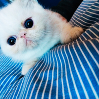 Gatto Exotic Shorthair