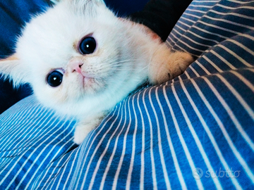 Gatto Exotic Shorthair