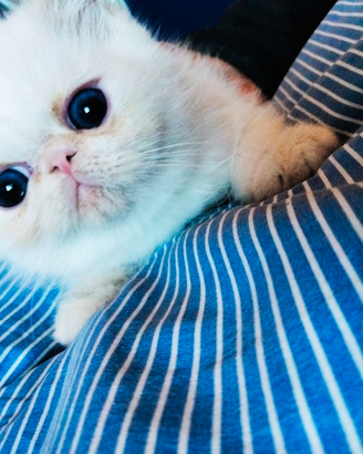 Gatto Exotic Shorthair