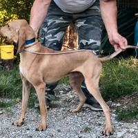 Cane ( Segugio da Lepre )