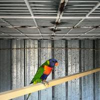 Lory arcobaleno