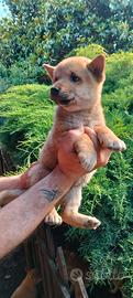 Shiba inu