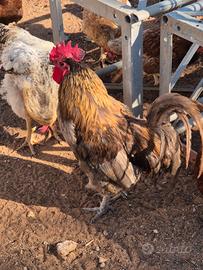 Gallo per monta