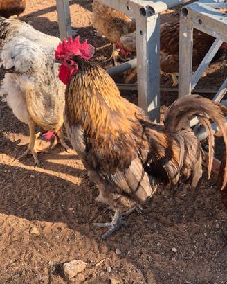 Gallo per monta