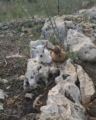 Capretta tibetana