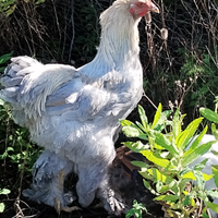 Gallo brhama