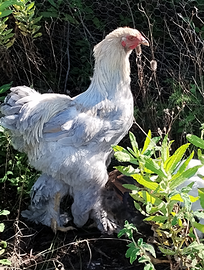 Gallo brhama