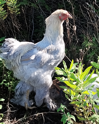 Gallo brhama