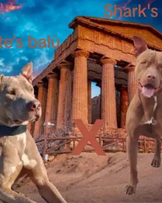 Cuccioli di Pitbull