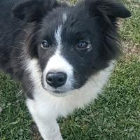 Border collie