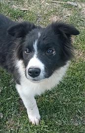 Border collie