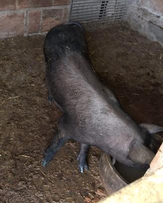 Maiale nero