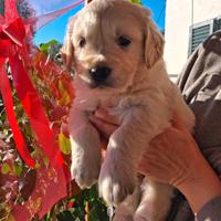 Meravigliosa cucciolata golden retriever inglese