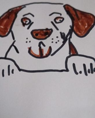 Disegni