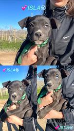 Cucciolo cane bravi vaccinati 2 mesi