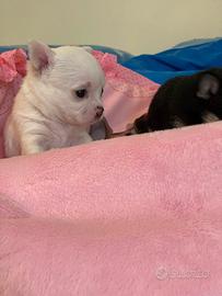 Chihuahua pelo lungo