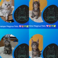 Maine Coon femminucce