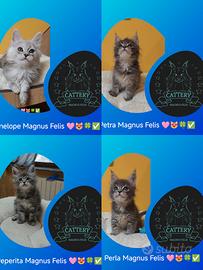 Maine Coon femminucce