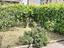 Immagine 13