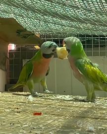 Parrocchetto dei mustacchi